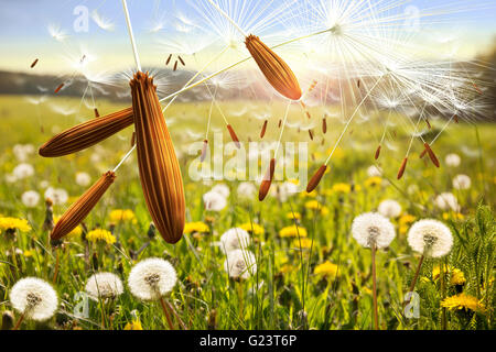 Samen der Pusteblume im Wind. Löwenzahn Samen auf der sonnigen Wiese. Detail der Löwenzahn Samen. Nahaufnahme Makro. Stockfoto