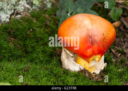 Young Caesar Pilz im herbstlichen Wald Stockfoto