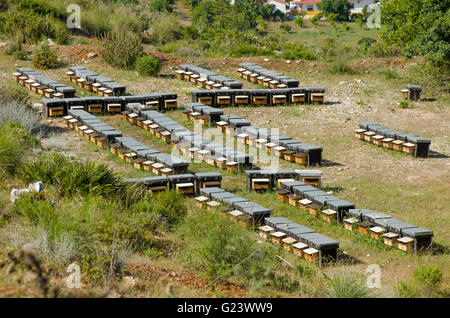 Hölzerne Bienenstöcke mit aktiven Honigbienen, Landschaften von Andalusien, Spanien. Stockfoto