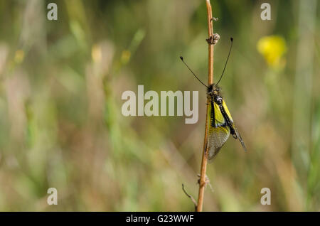 Eule-Fly Libelloides Baeticus, Ascalaphus Libelluloides, Insekt auf dem Rasen. Andalusien, Spanien. Stockfoto