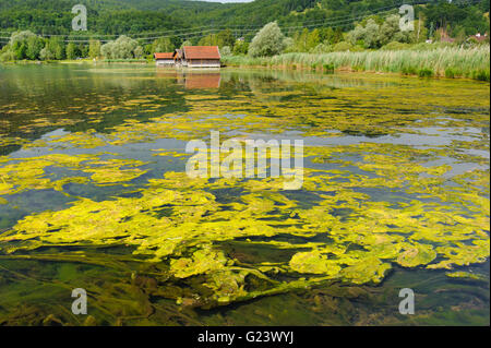 Algenblüte im See in Bayern Stockfoto