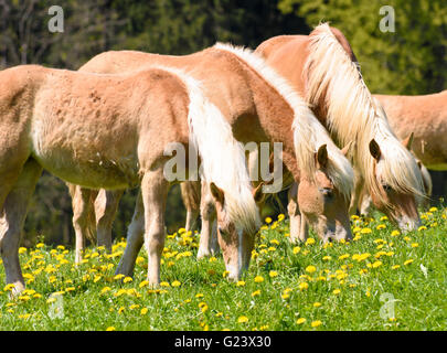 Pferderasse Haflinger in Wiese Stockfoto