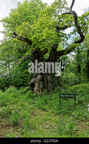 Große Baucheiche im Savernake Forest Stockfoto