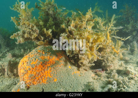 Orange Schwamm teilweise langweilig bedeckt mit Schlamm Stockfoto