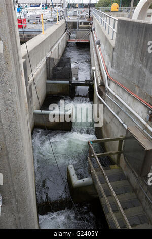 Der Lake Washington Ship Canal Fischtreppe in Seattle, Washington Stockfoto