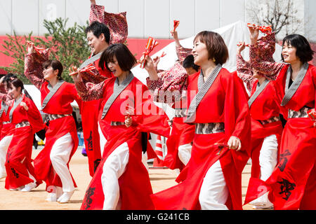 Japanische hinokuni Yosakoi Dance Festival. Dance Team, vor allem junge Frauen, Tanzen in leuchtend roten yukata Jacken und Holding naruko, hölzerne Klöppel. Stockfoto