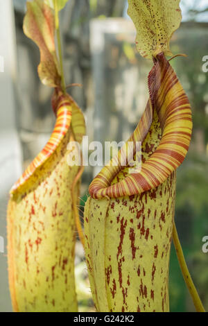 Ein Insektenfresser Tropenpflanze Stockfoto