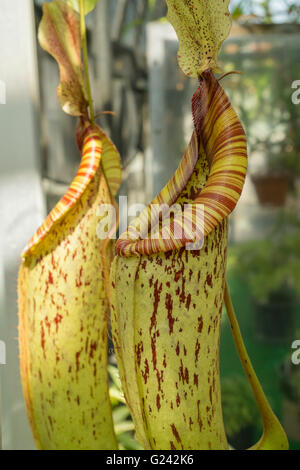 Ein Insektenfresser Tropenpflanze Stockfoto