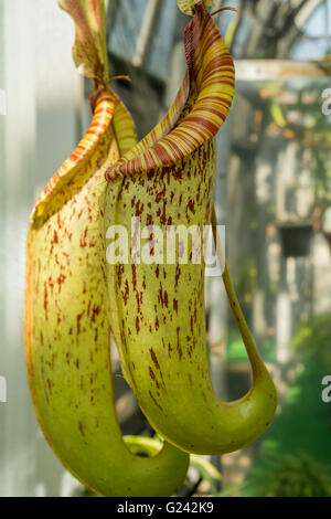 Ein Insektenfresser Tropenpflanze Stockfoto