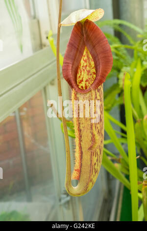 Ein Insektenfresser Tropenpflanze Stockfoto