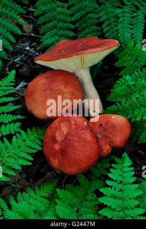 Die Sickener Giftpilze UK Stockfoto