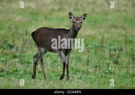 weibliche Sika Hirsch Stockfoto