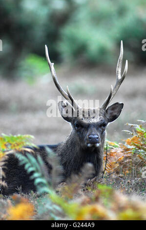 Sika-Hirsch Stockfoto