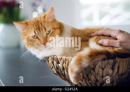 Entspannte Katze in einem Korb auf einer Küchenzeile als Haustier. Stockfoto