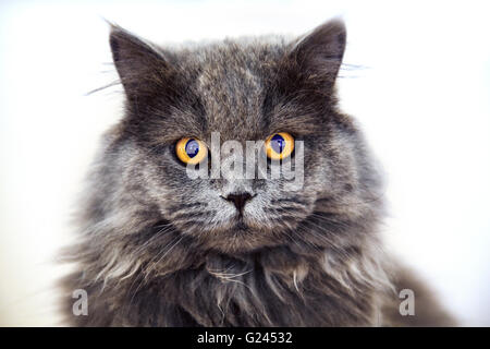 Süße langhaarige graue Katze mit überraschenden orange farbigen Augen direkt in die Kamera schaut Stockfoto