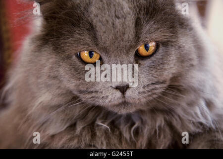 In der Nähe von cat face, auf eine samt Stuhl sitzt. Stockfoto