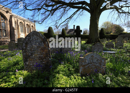 Grabsteine und Glockenblumen auf dem Friedhof von Walpole St Peter, Norfolk, England, UK. Stockfoto