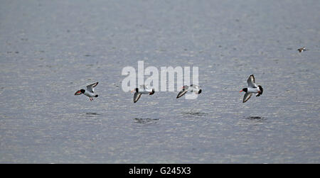 Eurasischer Austernfischer, vier Austernfischer, die in Reihe über Wasser fliegen Stockfoto