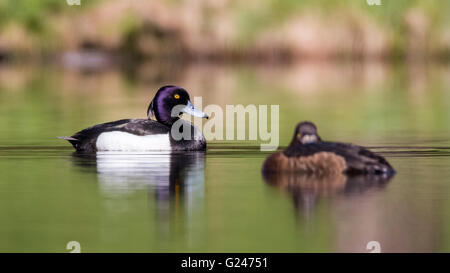 Reiherenten (Aythya Fuligula) Stockfoto