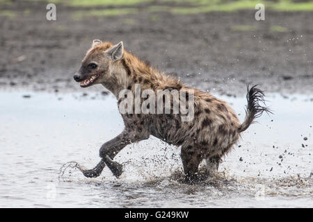 Entdeckt von Hyänen (Crocuta Crocuta) durch Wasser, Liuwa-Plain-Nationalpark, Western Province, Sambia Stockfoto
