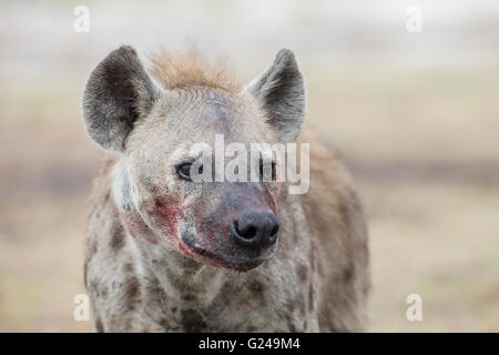 Gefleckte Hyänen (Crocuta Crocuta) Blut verschmiert über sein Gesicht nach der Fütterung, Liuwa-Plain-Nationalpark, Western Province, Sambia Stockfoto