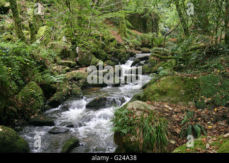 Wasserfälle, laufen durch die Märchen Tal Kennal Vale Stockfoto