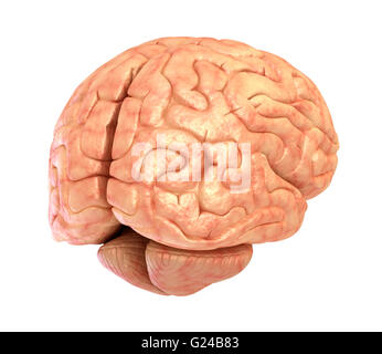 Menschliche Gehirn 3D-Modell, isoliert Stockfoto