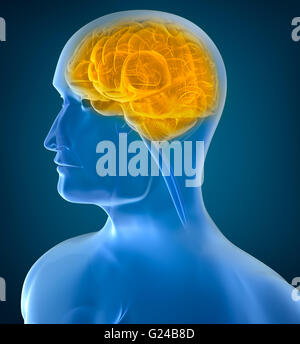 Menschliche Gehirn Röntgenblick Stockfoto