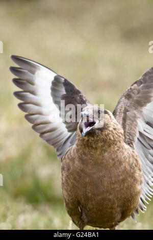 Great Skua Stercorarius Skua Bedrohung Haltung angezeigt. Stockfoto