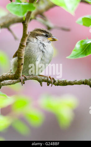 Unreife Haussperling Passer Domesticus im Baum sitzen. Stockfoto