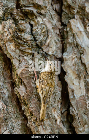Treecreeper Certhia Familiaris auf der Suche nach Insekten auf Baum. Stockfoto