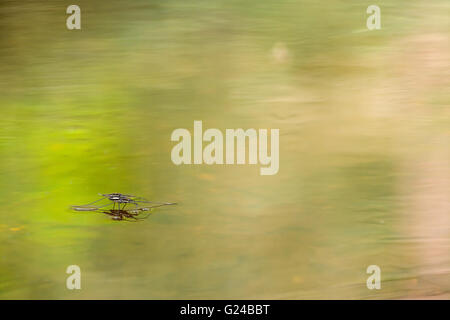 Gemeinsame Pondskater Gerris Lacustris stehen auf der Oberfläche eines Teiches. Stockfoto