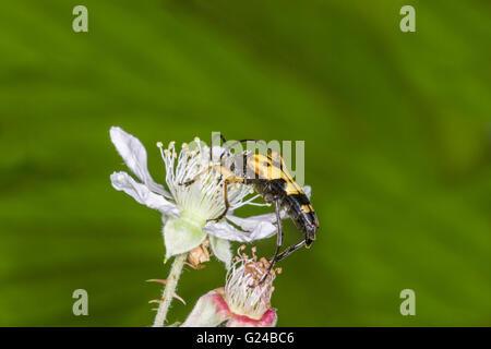 Spotted Longhorn Beetle Leptura Maculata Fütterung auf Blume. Stockfoto