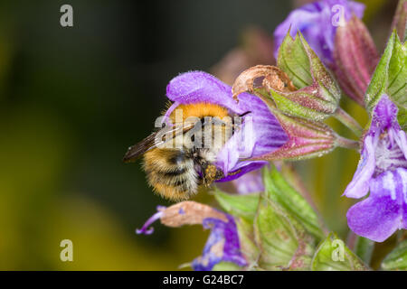 Gemeinsamen Carder Bumblebee Bombus Pascuorum Fütterung auf Gartenblumen. Stockfoto