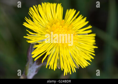 Colt-Fuß Tussilago Farfara Blütenstand Stockfoto