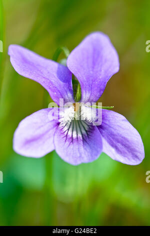 Gemeinsame Hund-Veilchen-Viola Riviniana Blume Stockfoto