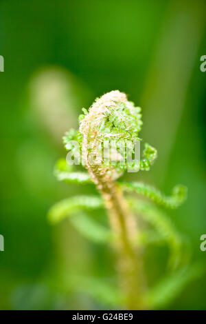 Adlerfarn Pteridium Aquilinum Blatt Speer nur zur Eröffnung Stockfoto