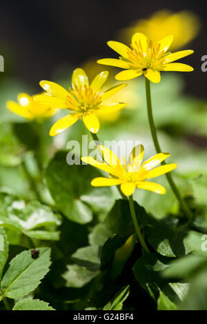 Kleinen Schöllkraut Ranunculus Ficaria gelbe Blumen Stockfoto