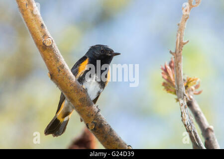 Männliche amerikanische Redstart (Setophaga Ruticilla) singen im Frühling Stockfoto