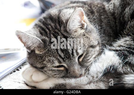 Graue Tabbykatze auf Bettdecke schlafen Stockfoto