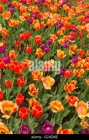 Tulpen-Hintergrund in Ottawa während der Tulpen-festival Stockfoto