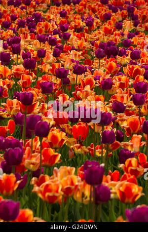 Tulpen-Hintergrund in Ottawa während der Tulpen-festival Stockfoto