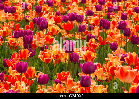 Tulpen-Hintergrund in Ottawa während der Tulpen-festival Stockfoto