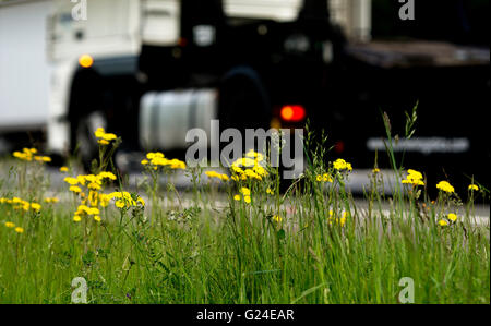 Blumen am Rande M40 Autobahn, Warwickshire, UK Stockfoto