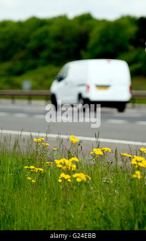 Blumen auf dem M40 Autobahn Rande und weißen Lieferwagen, Warwickshire, UK Stockfoto