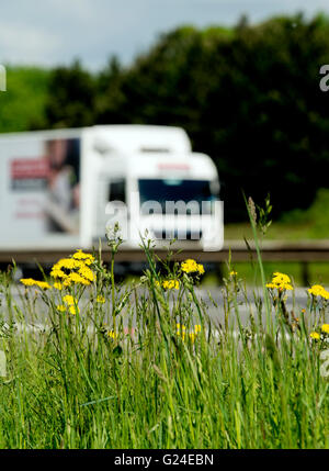 Blumen am Rande M40 Autobahn, Warwickshire, UK Stockfoto