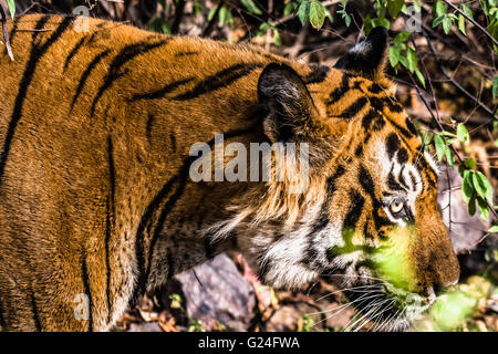 Royal Bengal Tiger namens Ustaad von Ranthambore Tiger zu reservieren, ein Spaziergang im natürlichen Lebensraum Stockfoto