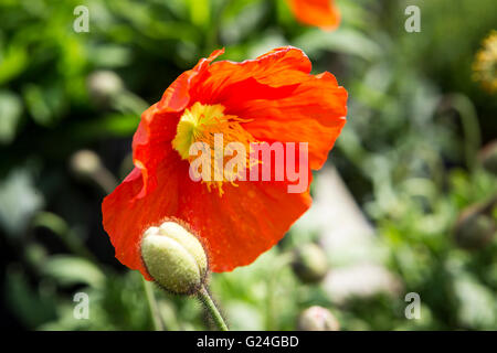 Scharlachrote Blüte einer isländischen Garten Gnome Mohn-Pflanze mit gelben Staubfäden Stockfoto