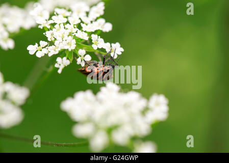 Rot und schwarz Schild Bug auf weiße Blume (Conopodium, Bulbocastano) Stockfoto