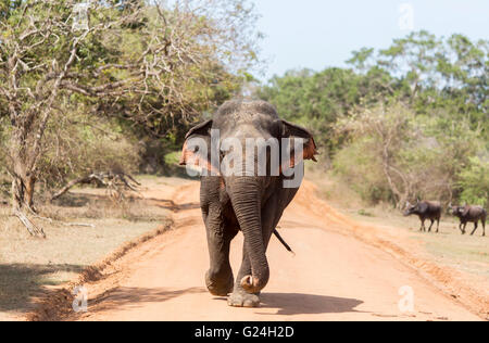 Yala National Park, Sri Lanka. Ein Elefant geht auf einer staubigen Straße Stockfoto